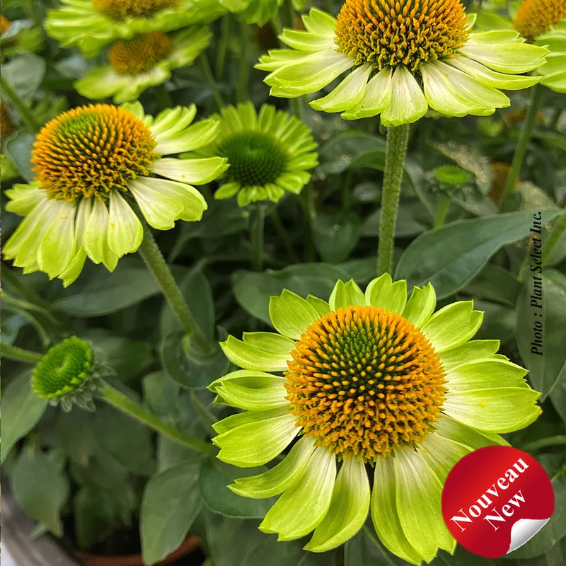Échinacée ‘Mooodz Jealousy’ (Echinacea MOOODZ® 'Jealousy')