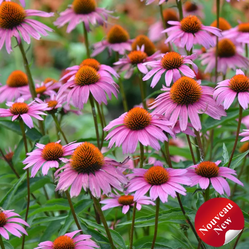 Échinacée ‘Magnus Superior’ (Echinacea purpurea 'Magnus Superior')