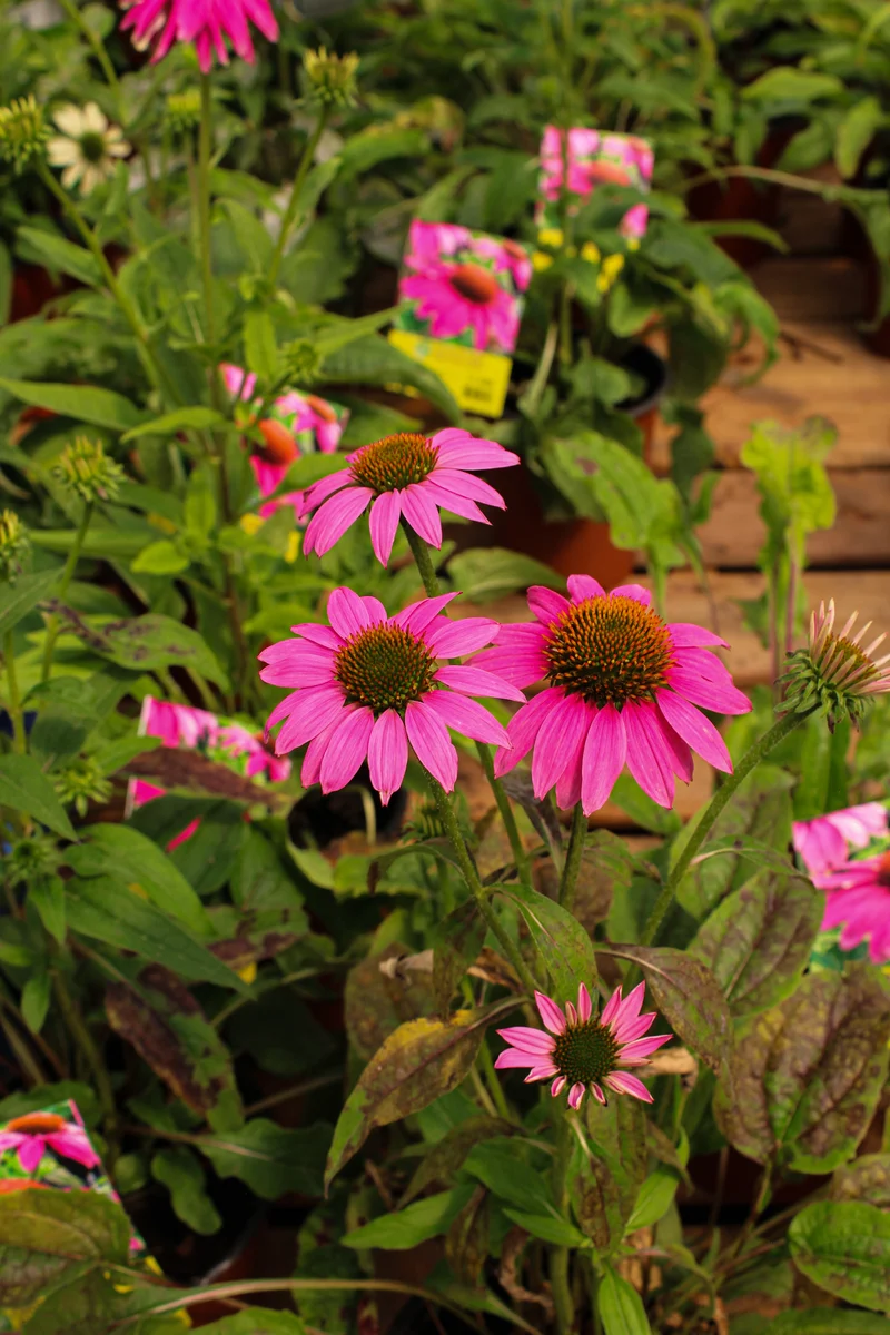 Échinacée ‘PowWow Wild Berry’ (Echinacea 'PowWow Wild Berry')