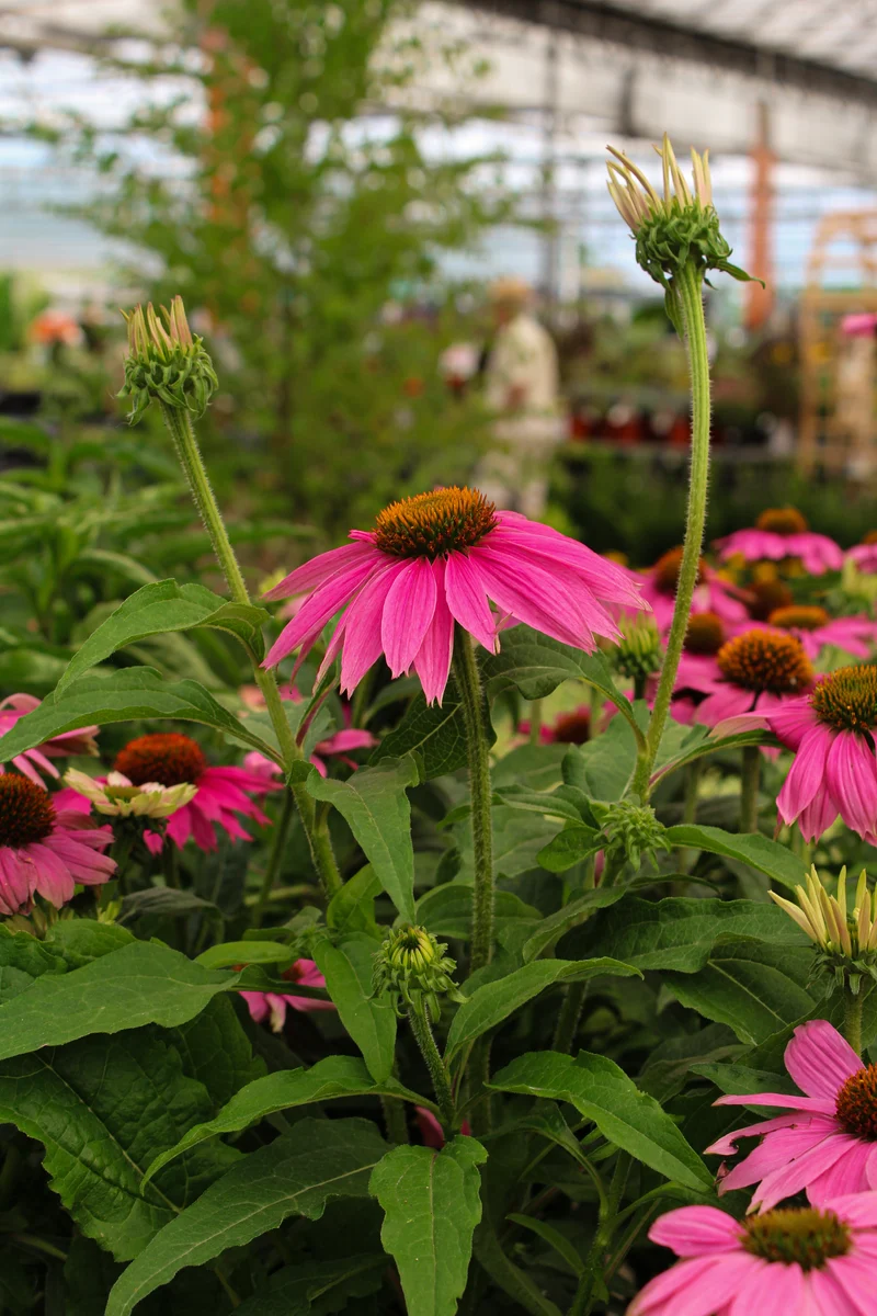 Échinacée ‘PowWow Wild Berry’ (Echinacea 'PowWow Wild Berry')