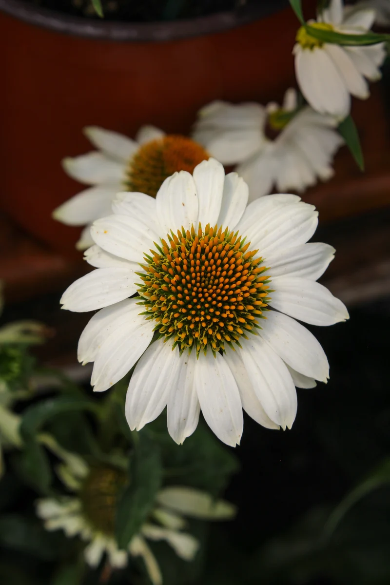 Échinacée ‘PowWow White’ (Echinacea 'PowWow White')