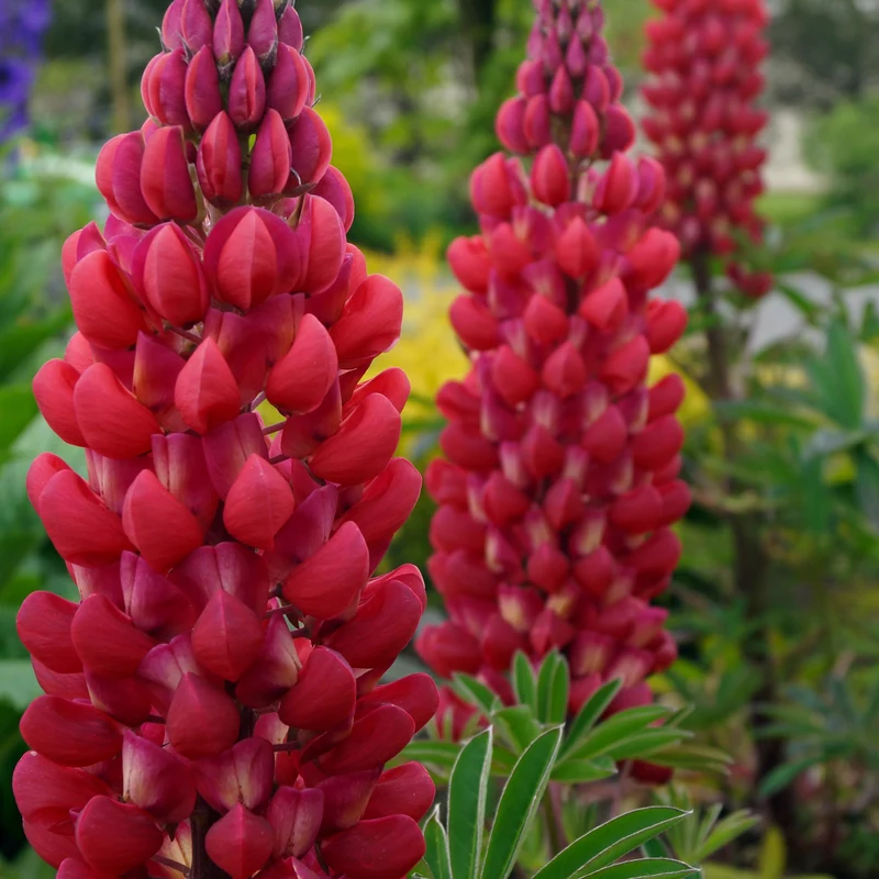 3 Lupins rouges