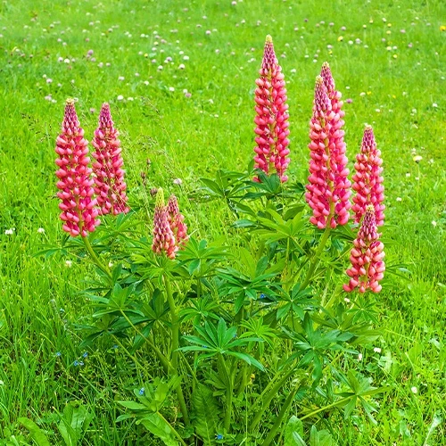 3 Lupins rouges