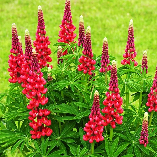 3 Lupins rouges