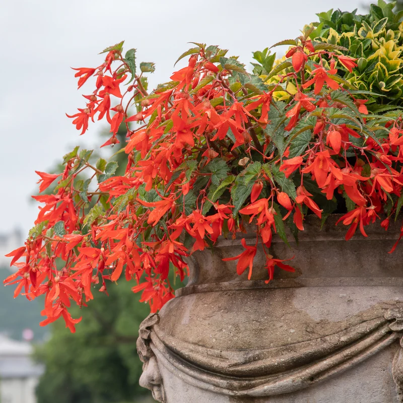 2 Bégonias Tanaïs