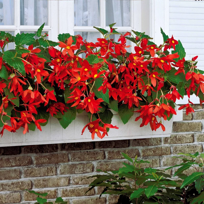 2 Bégonias Tanaïs