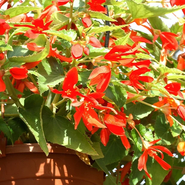 2 Bégonias Tanaïs
