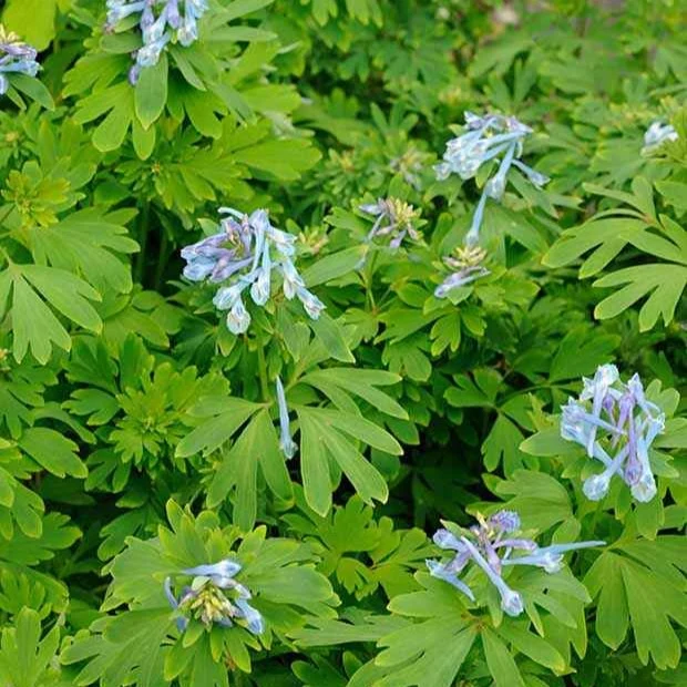 Corydalis Blue Line ® Couriblue