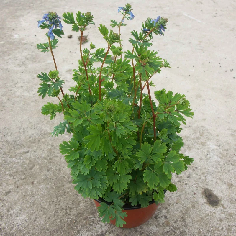Corydalis Blue Line ® Couriblue
