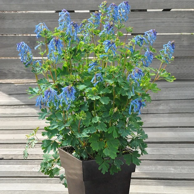 Corydalis Blue Line ® Couriblue