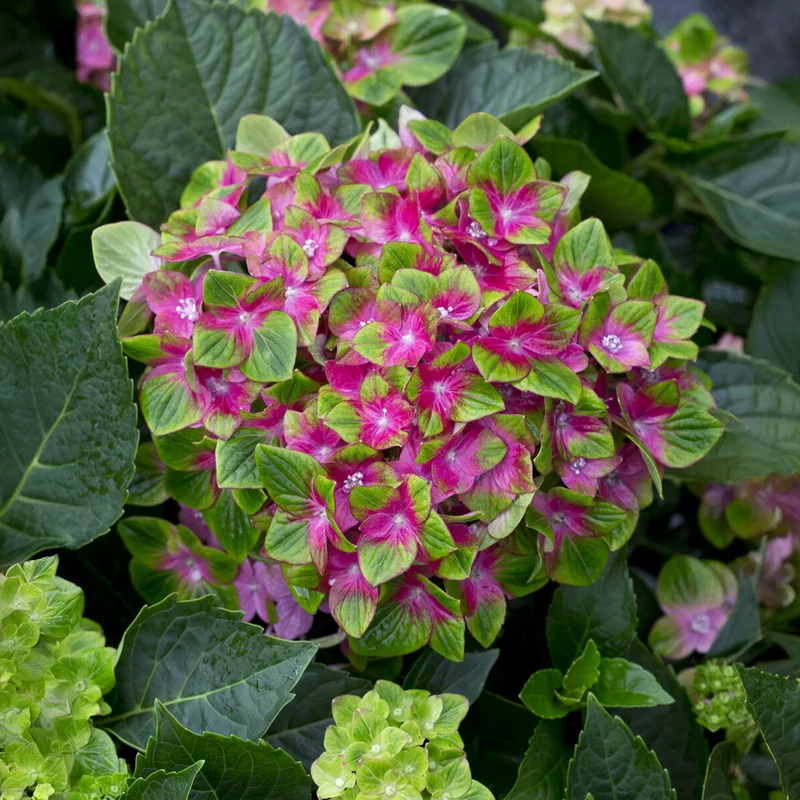 Hortensia Saxon ®