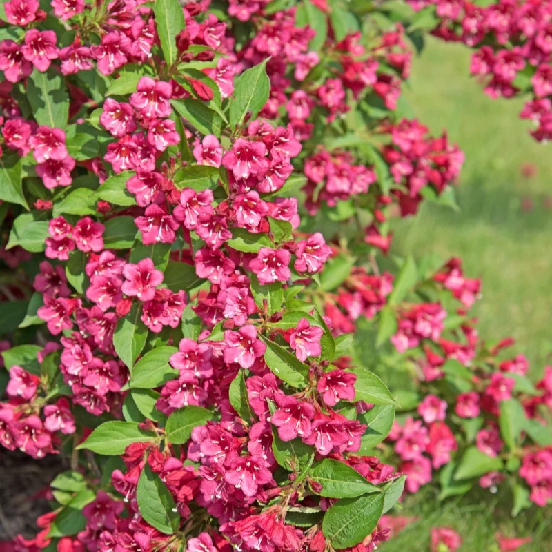 Weigelia Bristol Ruby