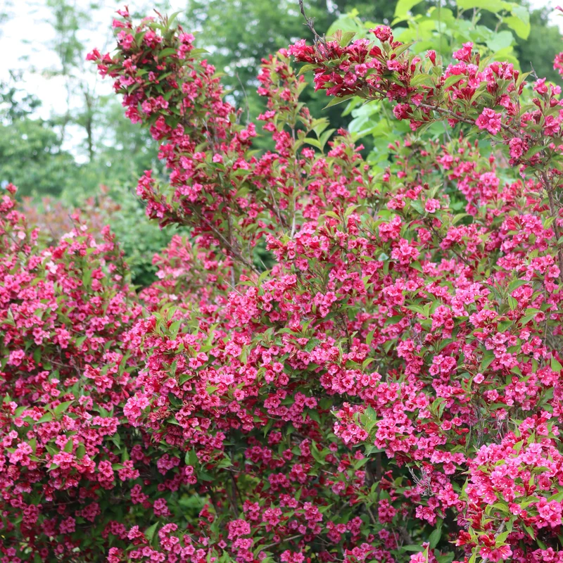 Weigelia Bristol Ruby