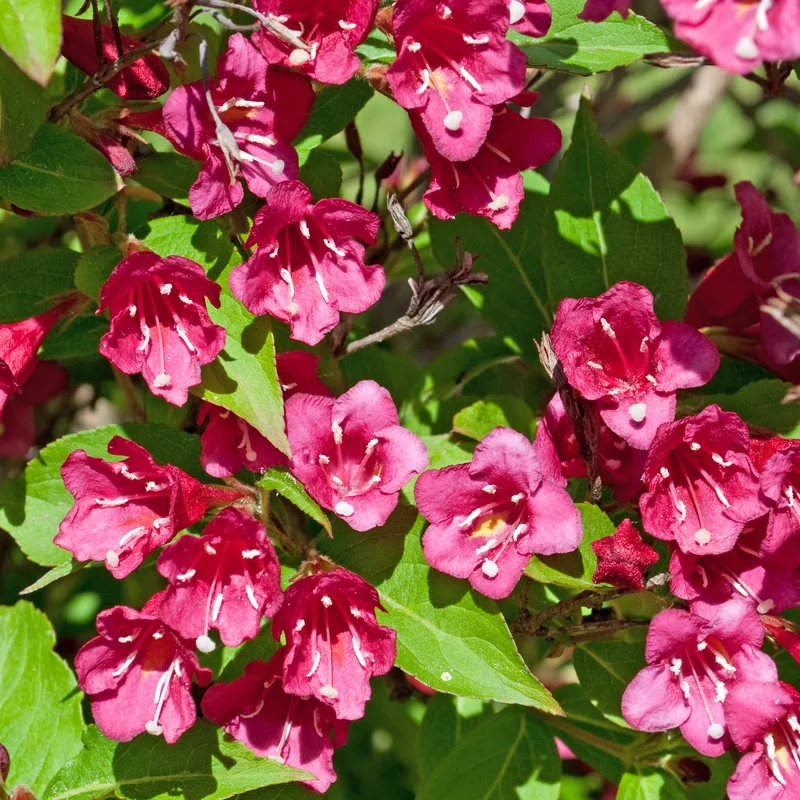 Weigelia Bristol Ruby