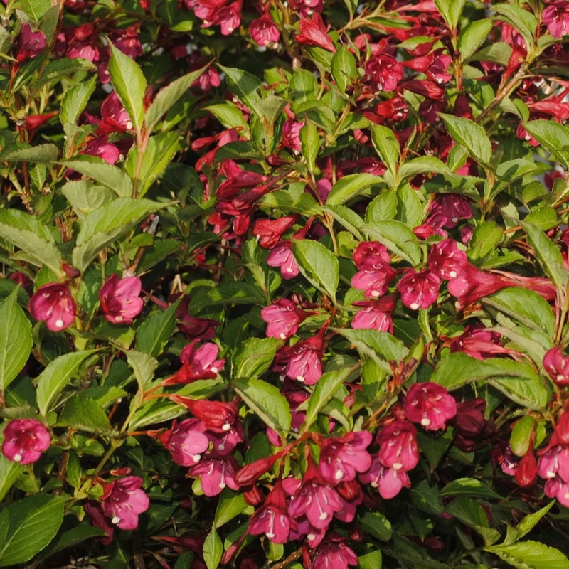 Weigelia Bristol Ruby