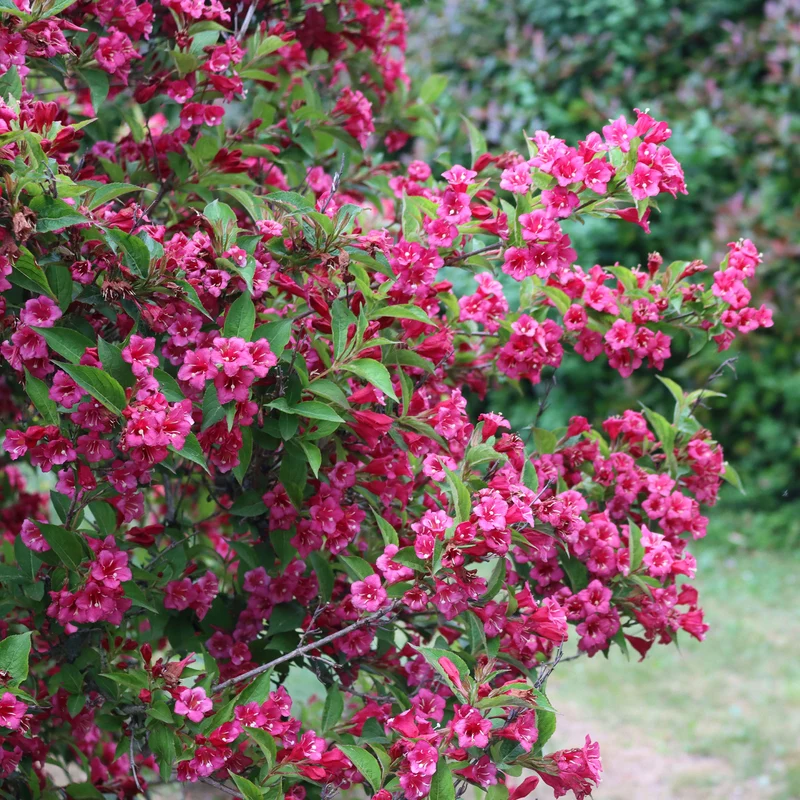 Weigelia Bristol Ruby