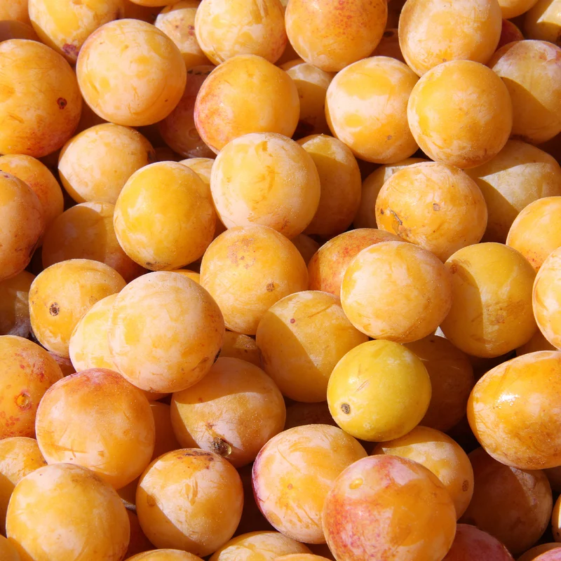 Prunier Mirabelle de Nancy - Mirabellier