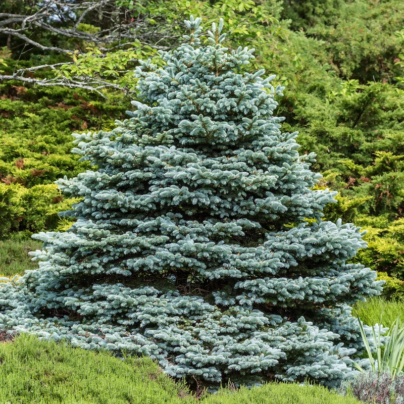 Sapin bleu