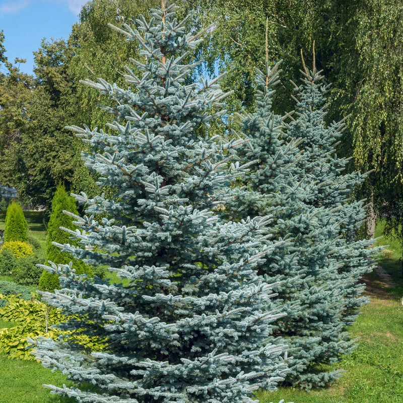 Sapin bleu