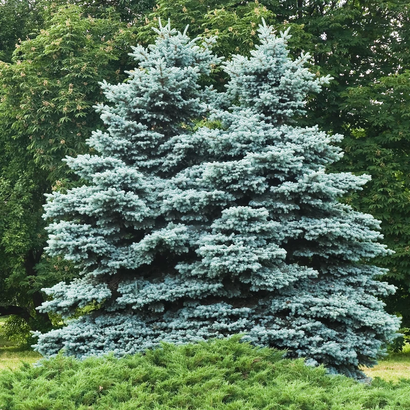 Sapin bleu