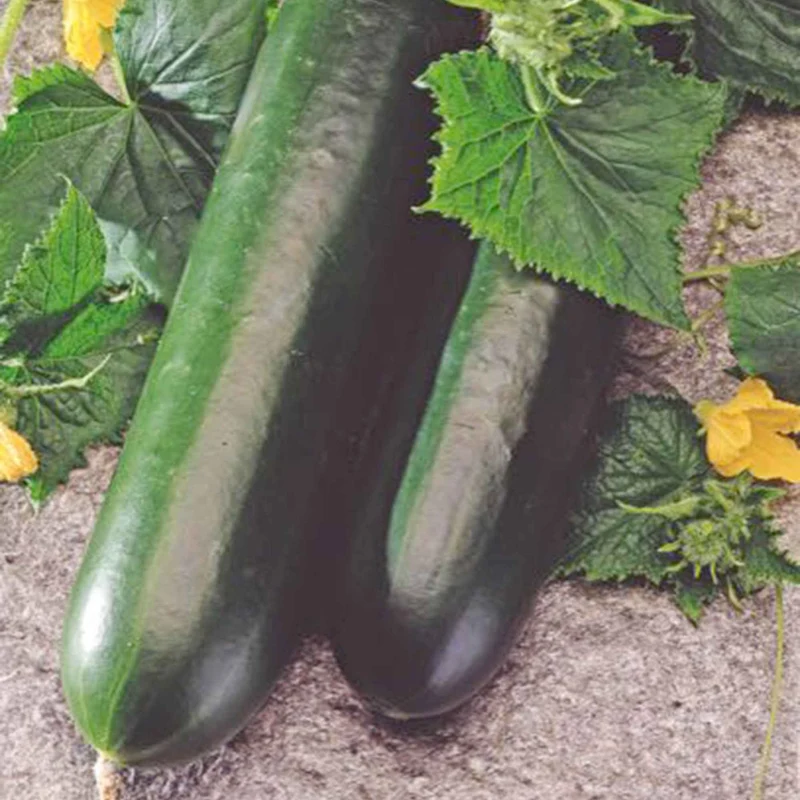 Concombre 'Johanna'