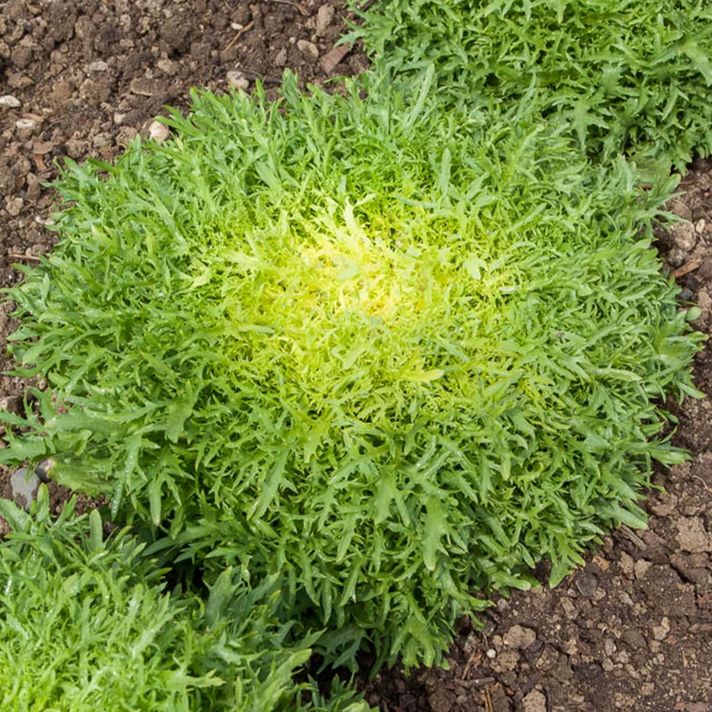 Chicorée frisée Fine de Louviers
