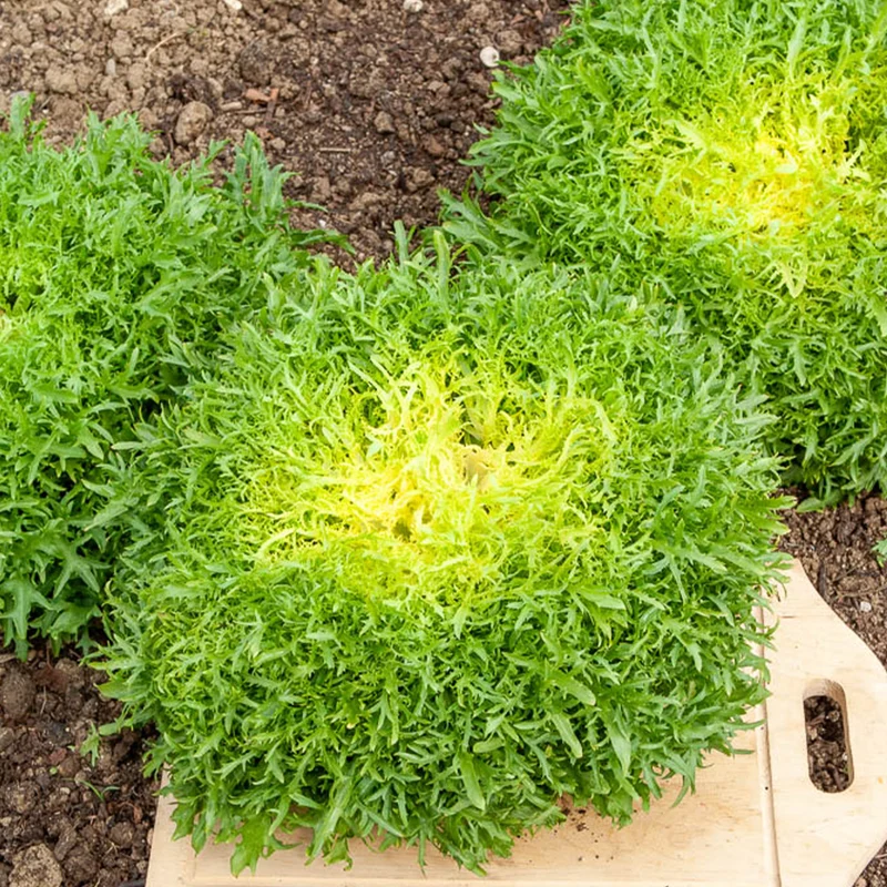 Chicorée frisée Fine de Louviers