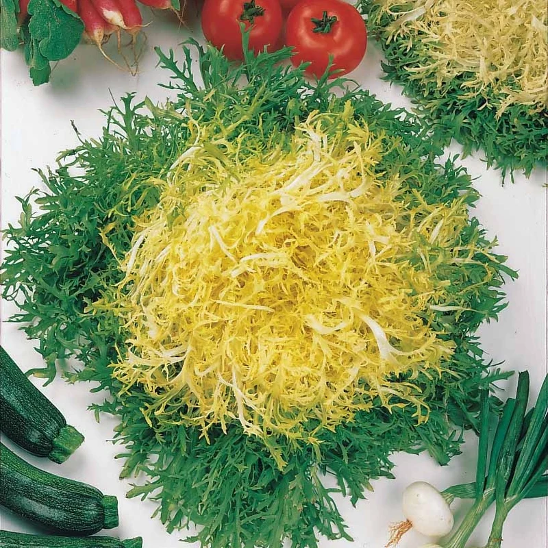 Chicorée frisée Fine de Louviers