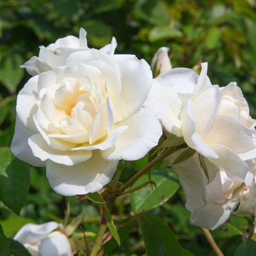 Rosier White Symphony