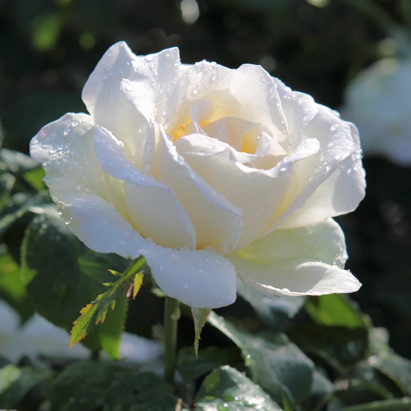 Rosier White Symphony