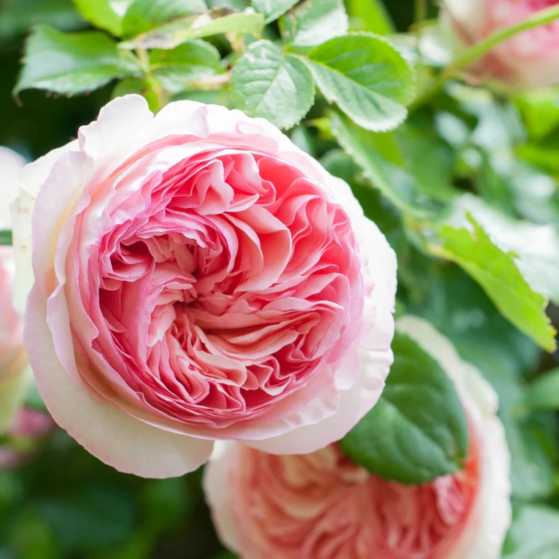 Rosier grimpant Pierre de Ronsard®