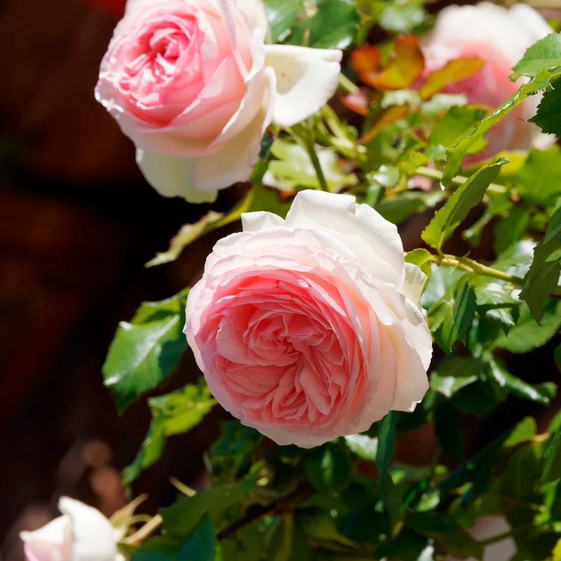 Rosier grimpant Pierre de Ronsard®