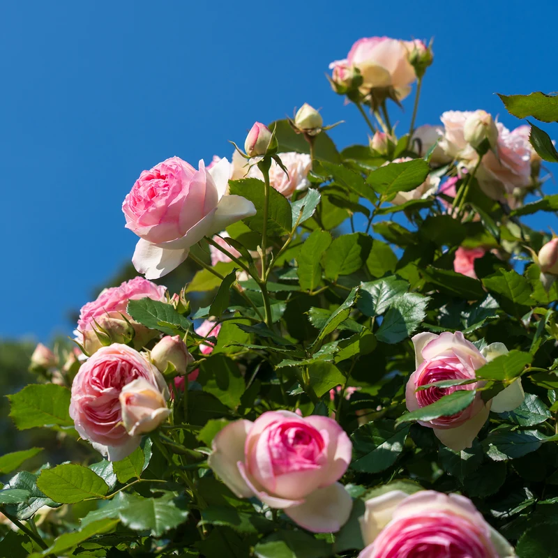 Rosier grimpant Pierre de Ronsard®
