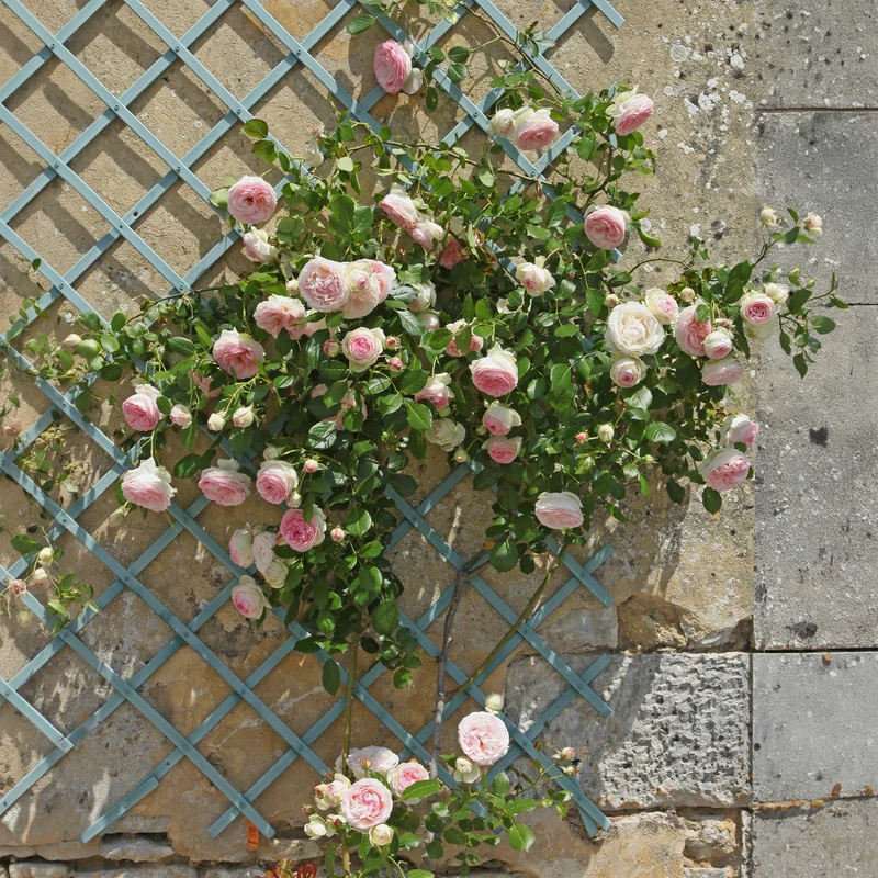Rosier grimpant Pierre de Ronsard®