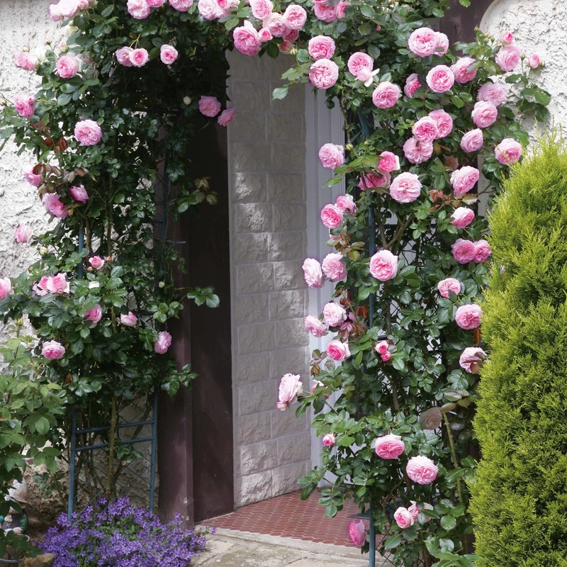 Rosier grimpant Pierre de Ronsard®