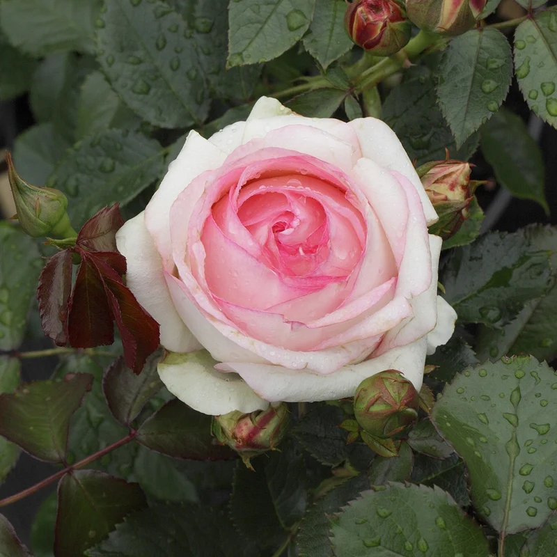 Rosier grimpant Pierre de Ronsard®