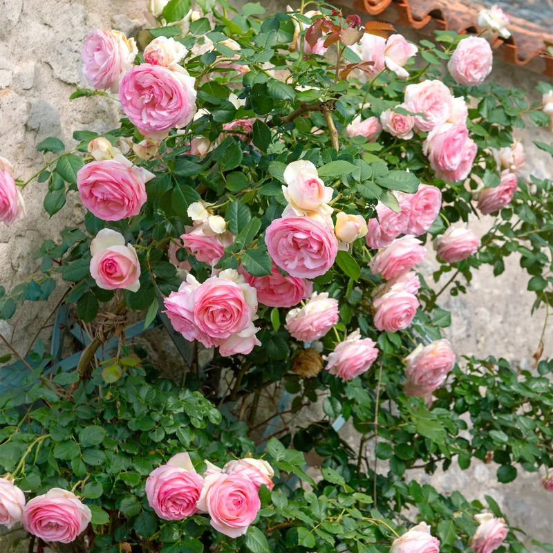 Rosier grimpant Pierre de Ronsard®