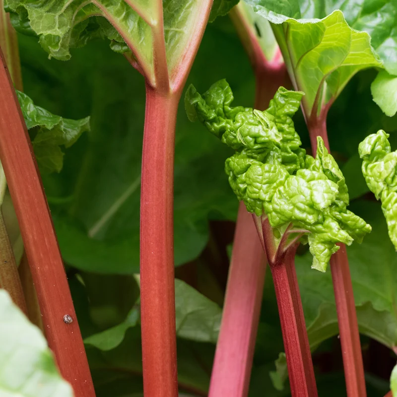 Rhubarbes