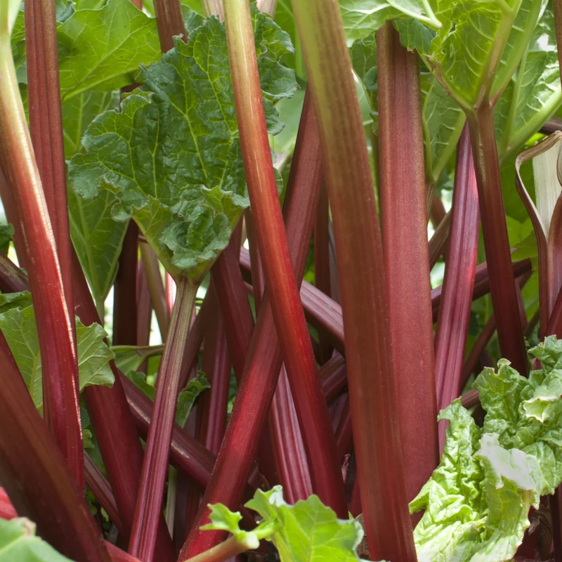 Rhubarbes