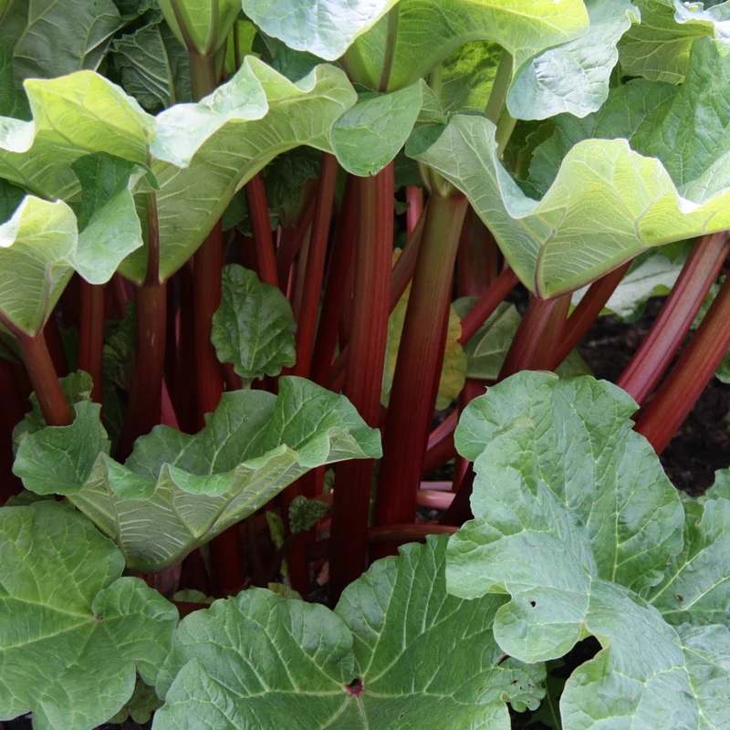 Rhubarbes