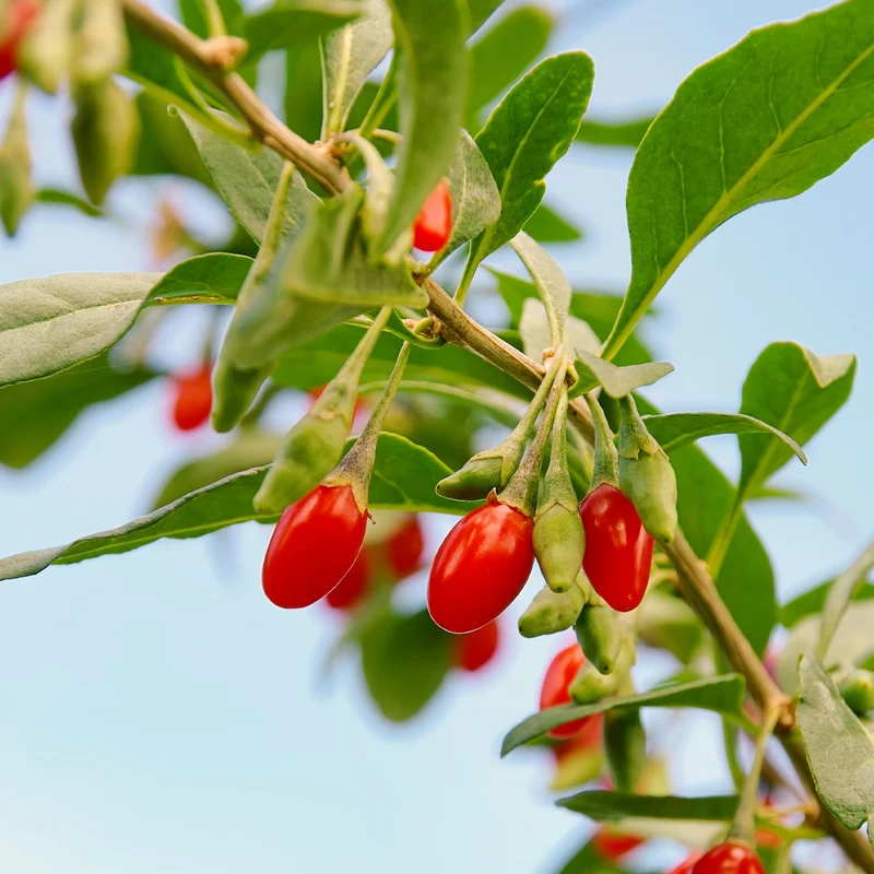 Baie de Goji