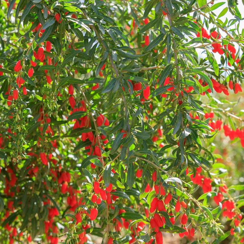 Baie de Goji