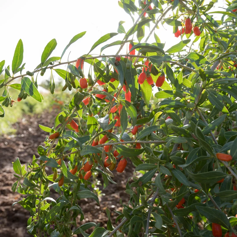 Baie de Goji