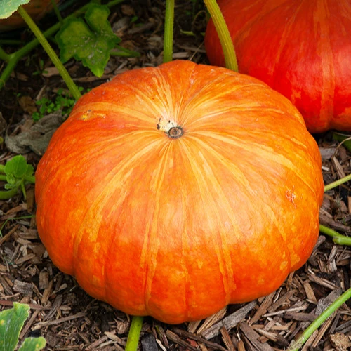 Potiron Rouge vif d'Etampes