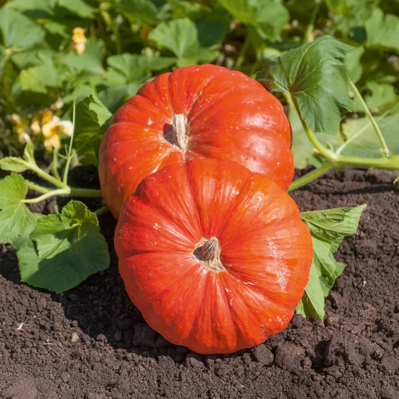 Potiron Rouge vif d'Etampes