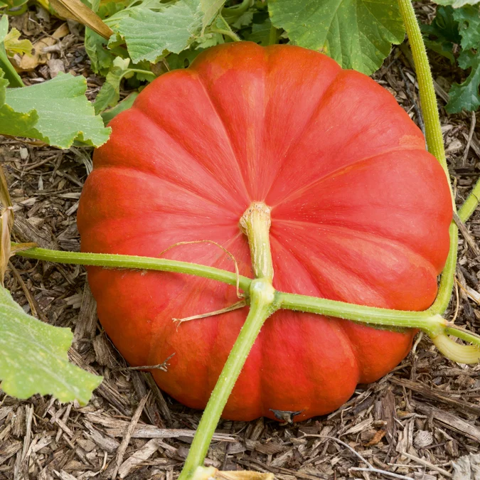Potiron Rouge vif d'Etampes
