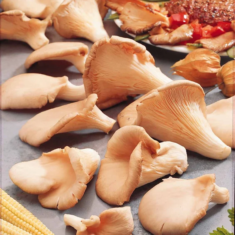 Kit champignon Pleurote