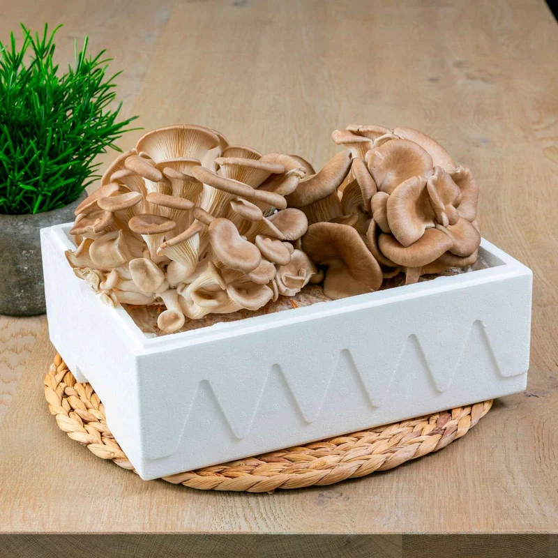 Kit champignon Pleurote