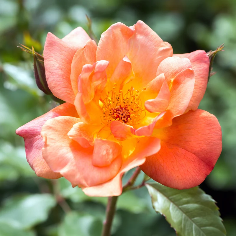 Rosier arbuste Westerland