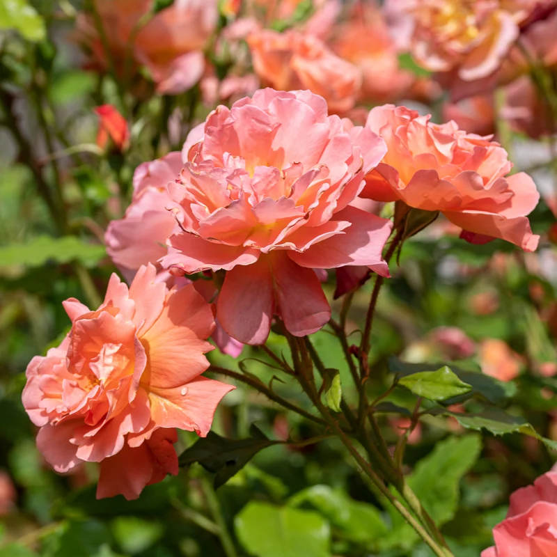 Rosier arbuste Westerland